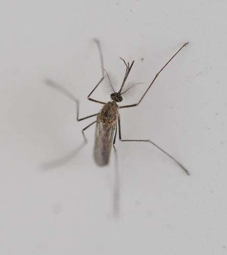 Réf. 247 202 : Culex pipiens